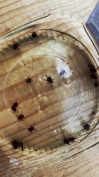 Ticks, Ixodida infected in jar. Searching for parasitic insects and collecting deer tick in the meadow. Ixodes ricinus. Arachnid Acarus. Dangerous biting insect