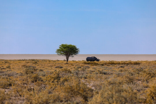 Endangered black rhino next to a lone mopane tree in Etosha National Park