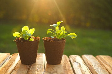  seedlings in peat cups on a table in the sun in a garden.Saplings and planting material. seedling cultivation. Growing organic vegetables in the vegetable garden. Farming and growing greenery 