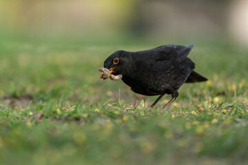 Fototapeta premium Common blackbird (Turdus merula) has captured worms / larvae
