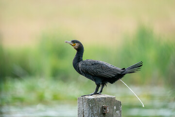 Obraz premium Great cormorant (Phalacrocorax carbo) sits on a concrete post in the lake and excretes