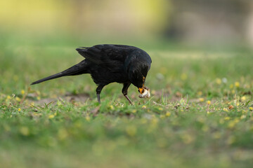 Common blackbird (Turdus merula) has captured worms / larvae