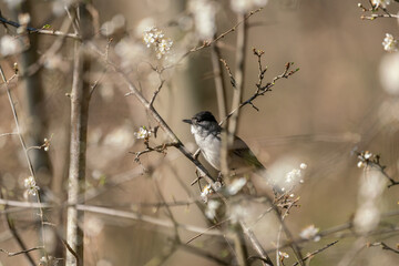 Eurasian blackcap (Sylvia atricapilla) singing in early spring