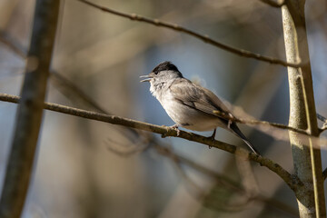Eurasian blackcap (Sylvia atricapilla) singing in early spring