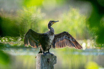 Great cormorant (Phalacrocorax carbo) dries its plumage after a successful hunt