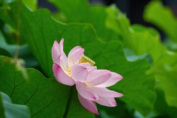 Fototapeta premium 見頃を過ぎても美しいピンクのハスの花＠大阪