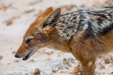 Close up of a black-backed jackal in the arid landscape of Etosha National Park