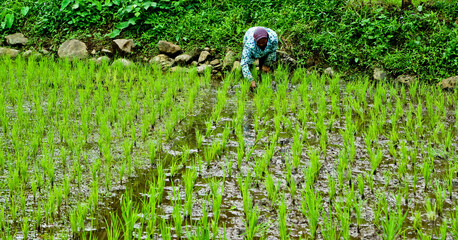 Landscape rice filed terrace in west java, Indonesia