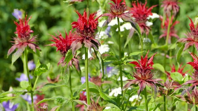 Monarda didyma - red flowers of Beebalm blooming in summer cottage garden