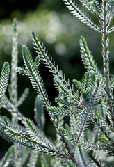 Attractive gray green velvety foliage of the Australian native shrub Melaleuca velutina, family Myrtaceae. Common name is Barrens Regelia. Endemic to southwest Western Australia