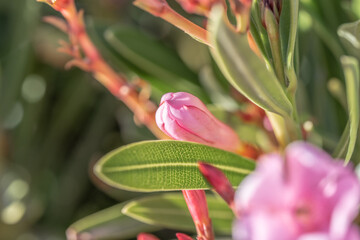 Macro shot of a pink flower bud ready to open and bloom. Shallow focus on the tip of the bud, beyond greenery blurred in the foreground.