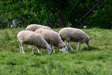 Obraz na płótnie Canvas Grazing Sheeps at a Local Rural Farm