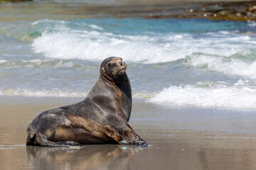 Obraz premium Endemic Sea Lion of New Zealand