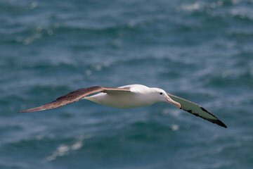 Fototapeta na wymiar Northern Royal Albatross in Australasian Waters