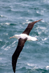 Northern Royal Albatross in Australasian Waters