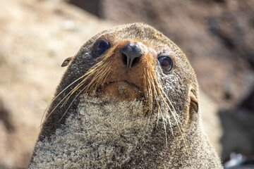 Fur Seal Endemic to New Zealand
