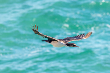 Otago Shag Endemic to New Zealand