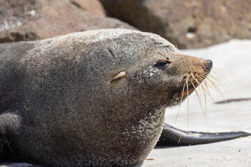 Fur Seal Endemic to New Zealand
