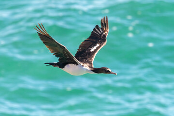 Otago Shag Endemic to New Zealand
