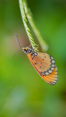 beautiful yellow butterfly,
yellow butterfly with bokeh background for text