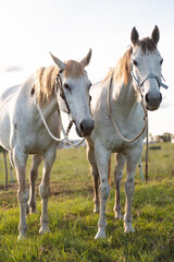 Obraz na płótnie Canvas two horses on a farm