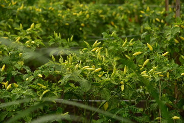 A field of chili plants, Capsicum frutescens, ready to be harvested in Agricultural Land, Blitar, East Java, Indonesia.