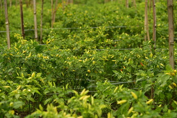 A field of chili plants, Capsicum frutescens, ready to be harvested in Agricultural Land, Blitar, East Java, Indonesia.