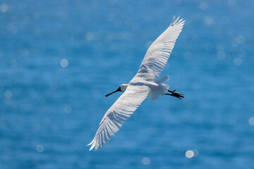 Royal Spoonbill of Australasia