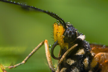 beautiful yellow butterfly,
yellow butterfly with bokeh background for text