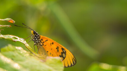 beautiful yellow butterfly,
yellow butterfly with bokeh background for text