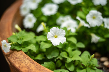 flowers in a pot
