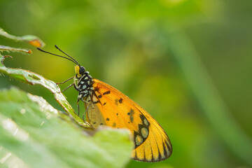 beautiful yellow butterfly,
yellow butterfly with bokeh background for text