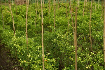 Fototapeta na wymiar A field of chili plants, Capsicum frutescens, ready to be harvested in Agricultural Land, Blitar, East Java, Indonesia.