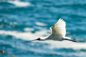 Royal Spoonbill of Australasia
