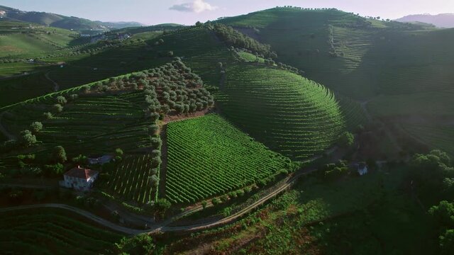 Wine growing and Vineyards in Peso da R&eacute;gua and Pinh&atilde;o, Douro Valley, Portugal. Beautiful sunrise over the massive landscapes of green cultivation of vines a World Heritage Site in 4K.