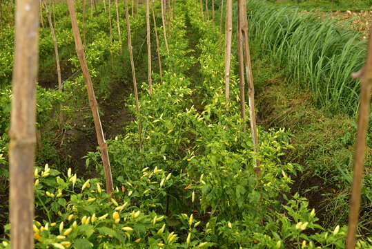 A field of chili plants, Capsicum frutescens, ready to be harvested in Agricultural Land, Blitar, East Java, Indonesia.