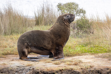 Fototapeta premium Endemic Sea Lion of New Zealand