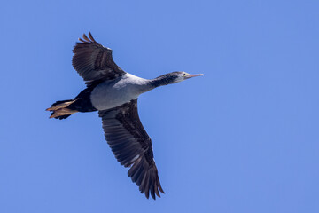 Spotted Shag Endemic to New Zealand
