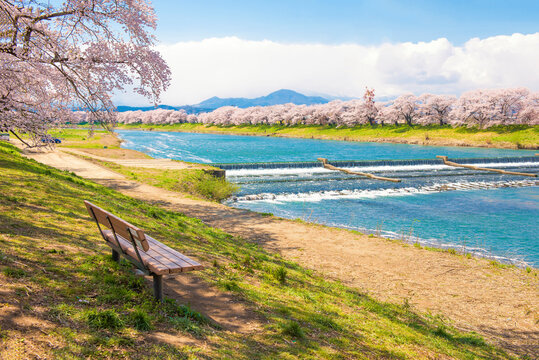 "Hitome Senbonxakura" Thousands of Pink sakura trees along Shiroishi River in Spring Season, Fuanoka, Miyagi, Sendai, Japan