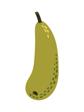 Fresh marrow squash in doodle style. Hand drawn vector illustration on white background.