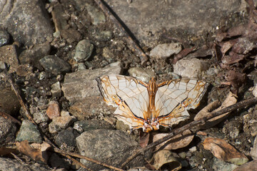 Common Map butterfly (Cyrestis thyodamas - Boisuval) mud puddling , ie, sucking up fluid from moist area. Image shot at Sikkim, India.