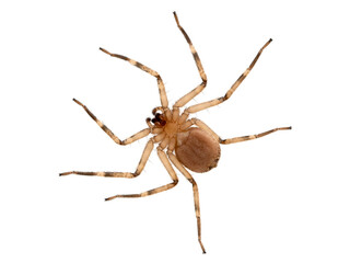 PC240015 underside of a flattie spider (Selenops rediatus), isolated cECP 2021