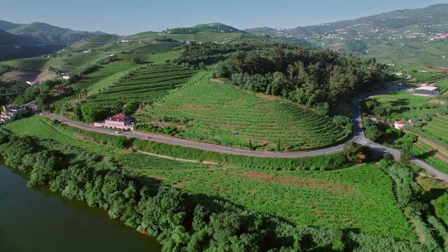 Wine growing and Vineyards in Peso da R&eacute;gua and Pinh&atilde;o, Douro Valley, Portugal. Beautiful sunrise over the massive landscapes of green cultivation of vines a World Heritage Site in 4K.
