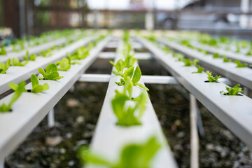 Vegetable hydroponic system / young and fresh green cos lettuce salad growing garden hydroponic farm plants on water without soil agriculture in the greenhouse organic for health food. - obrazy, fototapety, plakaty