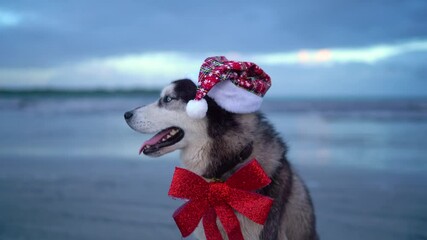 Happy husky dog, cute funny Santa dog with Santa hat and a red bow on the beach.  Tropical new year suit  Happy New Year Merry Christmas gifts Christmas presents xmas santa claus - Powered by Adobe