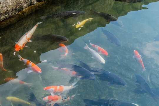 School of carp swimming near surface of lake in urban park.