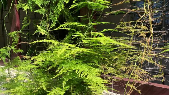 Asparagus ferns in the shade on a stoep