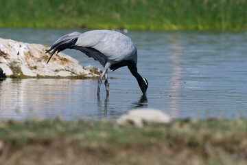 Demoiselle crane at river. Crane bird. Grus virgo 