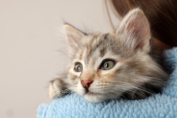 Cute fluffy kitten on owner's shoulder against light background, closeup