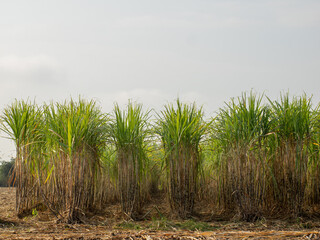 Sugarcane plantations,the agriculture tropical plant in Thailand